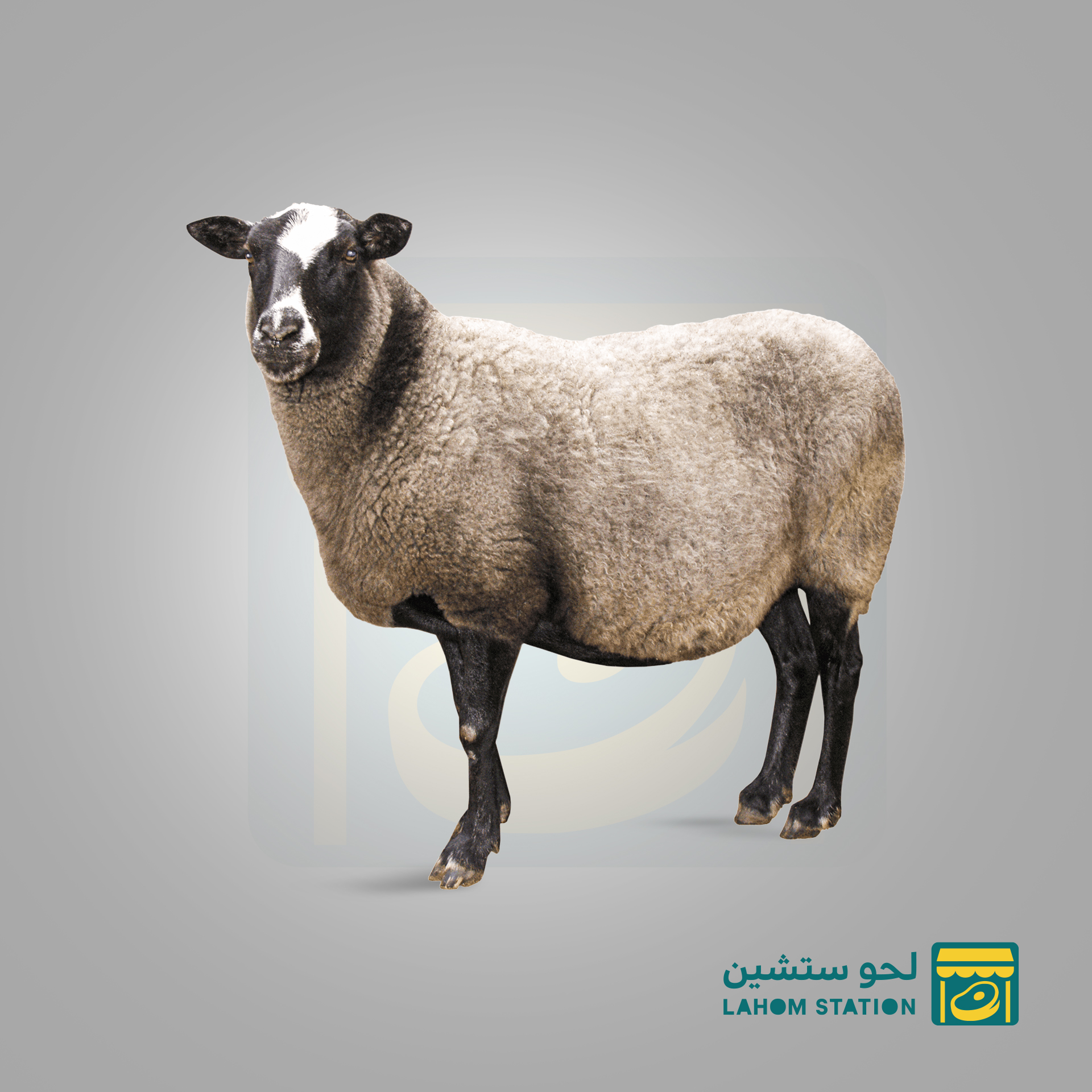 خروف